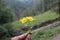 Tiny yellow flowers in hand at Malana,Kutla,kasol, Himachal Pradesh, India