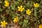 Tiny yellow flowers, the leaves of clover as in