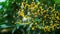 Tiny yellow flowers stuck onto an abandoned spider web.