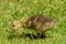 Tiny yellow gosling craning neck to explore a grassy field