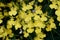 Tiny yellow Oncidium orchids at full bloom