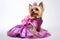 Tiny yorkie all dressed up in pink
