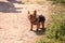 Tiny Yorkshire terrier dog on a walk on a hiking path