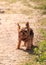 Tiny Yorkshire terrier dog on a walk on a hiking path