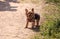 Tiny Yorkshire terrier dog on a walk on a hiking path