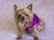Tiny Yorkshire Terrier in purple satin vest sitting on pink throw staring intently