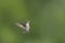 Tiny Young Ruby-throated Hummingbird flying in the garden.