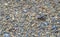 Tiny young Western Toad migrating across the Lost Lake beach to the Alpine Forest, Whistler, British Columbia, Canada