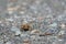 Tiny young Western Toad migrating across the Lost Lake Trail from Lost Lake to the Alpine Forest, Whistler, British Columbia, Cana