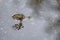 Tiny young Western Toad, in a rain puddle, migrating across the Lost Lake Trail from Lost Lake to the Alpine Forest, Whistler, Bri