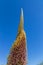 The tip of agave plant flower in the fountain hills park Fountain Hills AZ