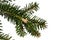 Tip of branch of coniferous tree Nordmann fir Abies nordmanniana on white background