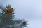 The tip of a Caucasian spruce branch with small young cones, closeup on a blurry snowy background with copy space