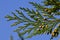 Tip of coniferous branch of Incense cedar Calocedrus decurrens with small yellow cones visible, clear blue skies background