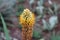 The Tip of a Flowering Stalk of Cat`s Tail Aloe