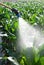 Tip of a portable sprinkler applying pesticide in a corn field