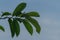 The tip of the soursop plant with thin green leaves