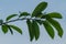 The tip of the soursop plant with thin green leaves