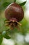 A tip of unripe green pomegranate with a seeds on it over green