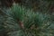 Tips of branches of coniferous tree Schwerin`s Pine Pinus Schwerinii