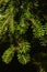 Tips of branches of coniferous tree Veitch`s silver fir Abies Veitchii during autumn season on dark background