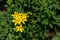 Tipton\'s weed; St John\'s wort (Hypericum perforatum)