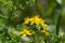 Tipton\'s weed; St John\'s wort (Hypericum perforatum)