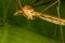 Tipula fascipennis dipter insect on leaf close up