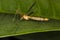 Tipula fascipennis dipter insect on leaf close up