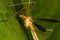 Tipula fascipennis dipter insect on leaf close up