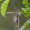 Tipula vittata crane fly