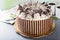 Tiramisu cake with chocolate decor