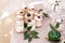 Tiramisu cups for wedding venue