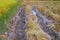 Tire marks from rice harvesting truck on soft and muddy spot in the paddy rice field