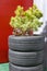 Tire Plant Container