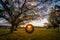 Tire swing hanging from a Chinese Elm tree