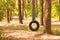 Tire swing hanging from tree in playground.