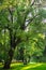 Tire swing hangs from a beautiful tall tree in dappled light.