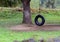 Tire swing in a tree