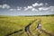 Tire Tracks in field