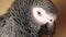 Tired African Grey Parrot