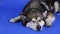 A tired Alaskan Malamute lies in the studio on a blue background. The pet lies almost asleep, and soap bubbles fly