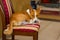 Tired Basenji having rest