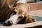 Tired basset hound
