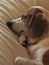 Tired beagle