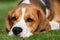 Tired beagle dog laying on grass