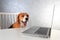 Tired beagle dog with opened mouth at the laptop. Dog yawns after working