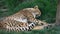Tired beautiful cheetah sleeping in the grass in zoo