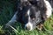 Tired Border Collie with his Head Down in the Grass