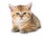 Tired british shorthair kitten on white background